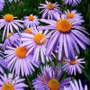 Aster Tongolensis Wartburgstern